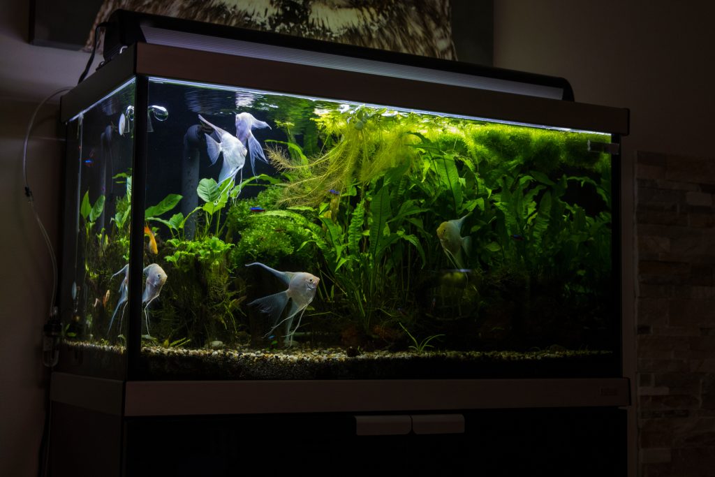 does homeowners insurance cover saltwater fish tank leaks