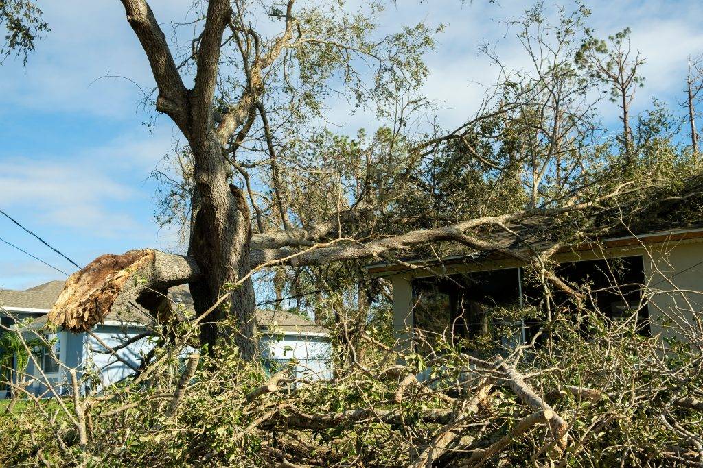 tree falling on house covered by insurance